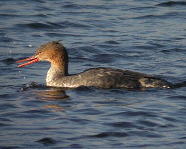rbmerganser6 Red-breasted Merganser Langness, Isle of Man