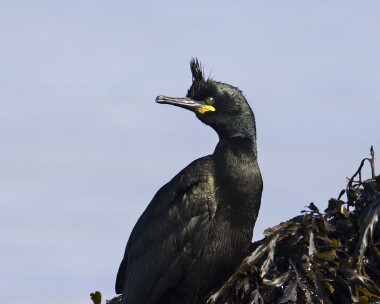 shag010409 Shag Derbyhaven, Isle of Man