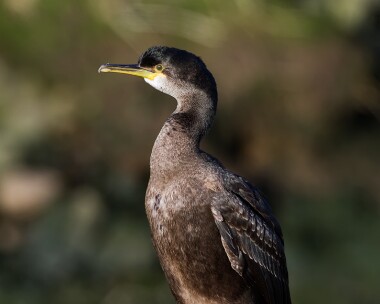 shag020114 Shag Peel, Isle of Man