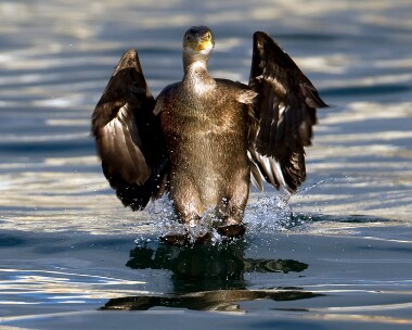 shag130210 Shag Peel, Isle of Man