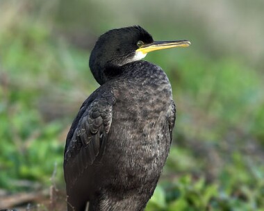 shag20061206 Shag Derbyhaven, Isle of Man