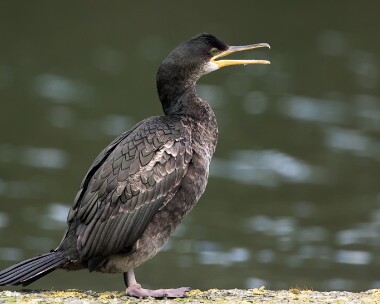 shag210215 Shag Peel, Isle of Man