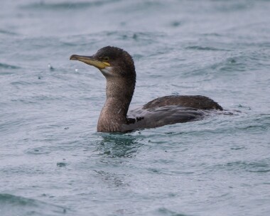 shag210226 Shag Peel, Isle of Man