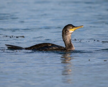 shag221125 Shag Derbyhaven, Isle of Man