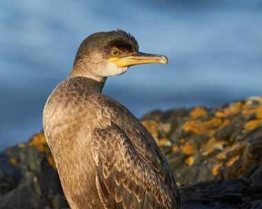 shag311010 Shag Peel, Isle of Man