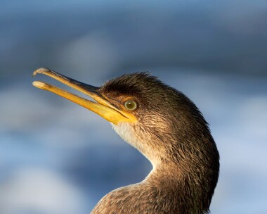 shag311010b Shag Peel, Isle of Man