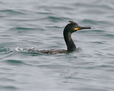 shag4a Shag Point of Ayre, Isle of Man