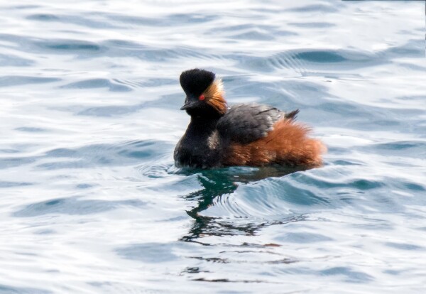 Black-necked Grebe
