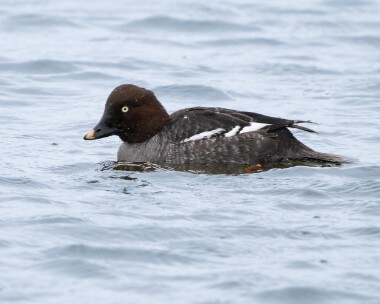 goldeneye060226b
