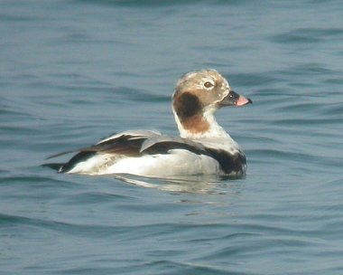 Long Tailed Duck Long-tailed Duck Derbyhaven, Isle of Man