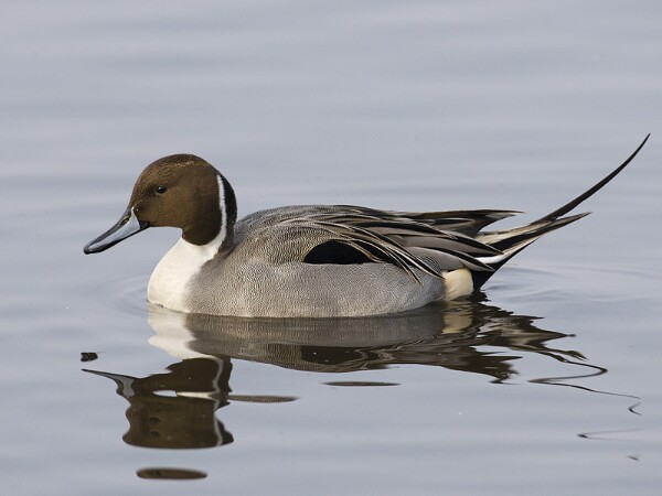 Pintail