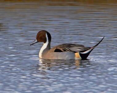 pintail051210 Pintail Langness, Isle of Man (Record Shot)