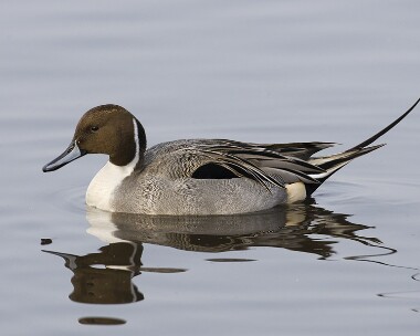pintail200208 Pintail Martin Mere, Lancashire