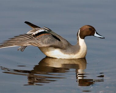 pintail200208b Pintail Martin Mere, Lancashire
