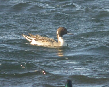 pintail4jpg Pintail Langness, Isle of Man