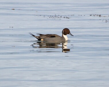 pintail5 Pintail Port Lewaigue, Isle of Man