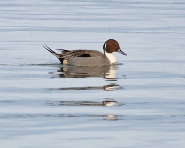 pintail6 Pintail Port Lewaigue, Isle of Man