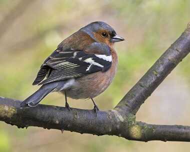 chaffinch20070331 Chaffinch Ramsey, Isle of Man