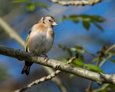 goldfinch221025 Goldfinch Douglas, Isle of Man