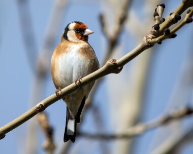 goldfinch221025b Goldfinch Douglas, Isle of Man