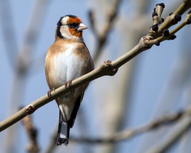 goldfinch221025c Goldfinch Douglas, Isle of Man