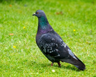 pigeon080622 Feral Pigeon Douglas, Isle of Man