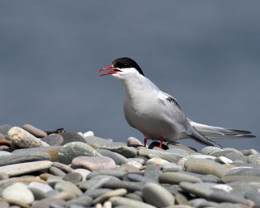 arctictern020808 Arctic Tern The Ayres, Isle of Man