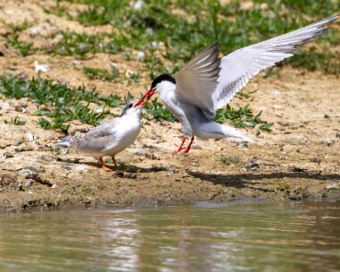 commontern050710 Common Tern Rutland Water, Rutland