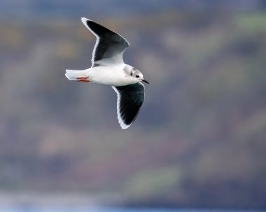 littlegull120223b Little Gull Peel, Isle of Man