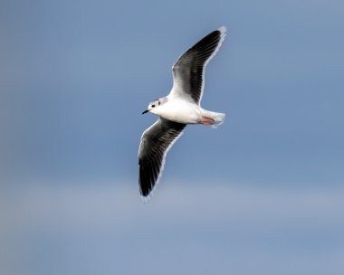 littlegull120223d Little Gull Peel, Isle of Man