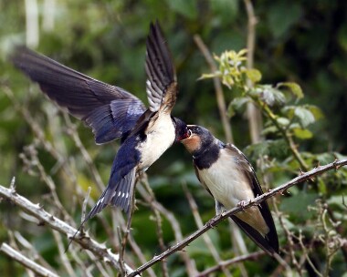 swallow010707b Swallow Langness, Isle of Man
