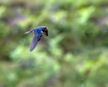 swallow010723 Swallow Fersit, Scotland