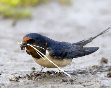 swallow100509b Swallow Derbyhaven, Isle of Man