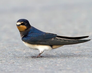 swallow240710 Swallow Point of Ayre, Isle of Man