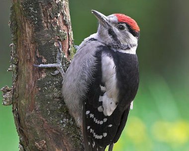 gsw5 Great-spotted Woodpecker Llanbedr, North Wales