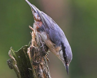 nuthatch2 Nuthatch Llanbedr, North Wales