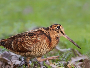 Woodcock