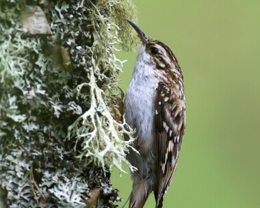 treecreeper010614 Treecreeper Boat of Garten, Scotland