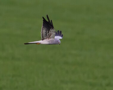 montagusharrier180510 Montagu's Harrier Norfolk
