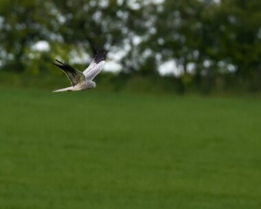montagusharrier180510b Montagu's Harrier Norfolk