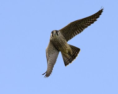 peregrine010809 Peregrine Falcon The Phurt, Isle of Man