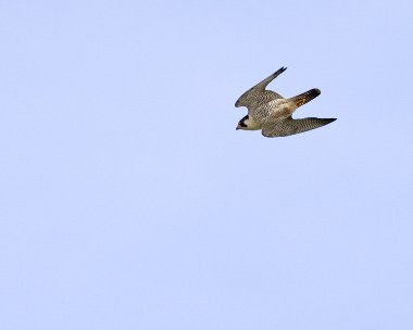 peregrine280608 Peregrine Falcon Maughold, Isle of Man