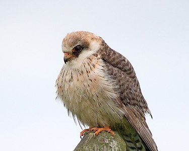 redfootedfalcon13cs2c Red-footed Falcon Druidale, Isle of Man