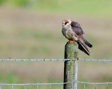 redfootedfalcon13cs2d Red-footed Falcon Druidale, Isle of Man