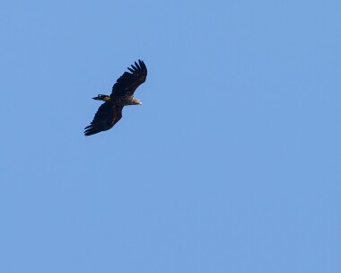 whitetailedeagle070513 White-tailed Eagle Loch Einort, South Uist