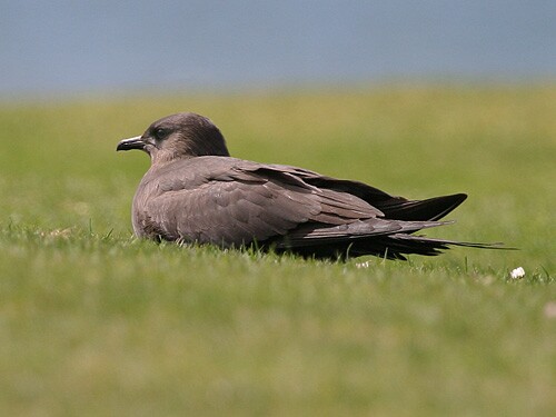 Arctic Skua