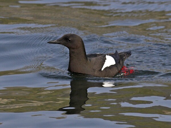 Black Guillemot