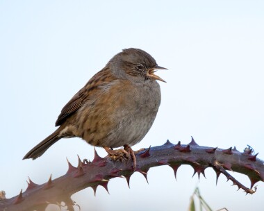 dunnock011125 Dunnock Derbyhaven, Isle of Man