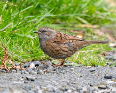 dunnock161025 Dunnock Marine Drive, Douglas