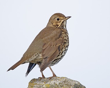 songthrush4 Song Thrush Derbyhaven, Isle of Man